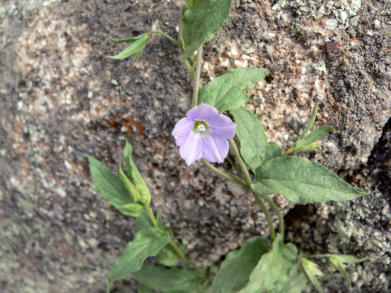 Convolvulus siculus